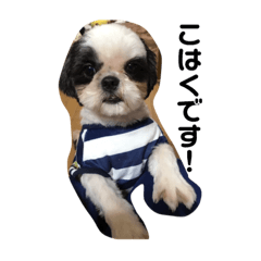 [LINEスタンプ] 琥珀 スタンプ