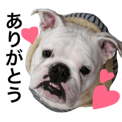 [LINEスタンプ] ブルドッグスタンプ❤︎ Anzybulldogs