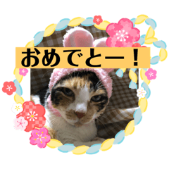 [LINEスタンプ] ミニー姐さんのみけねこスタンプ