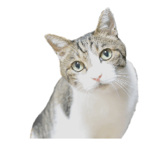 [LINEスタンプ] 猫ねこにゃんぽ