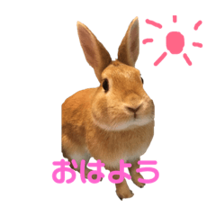 [LINEスタンプ] ちょふりんの毎日