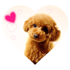 [LINEスタンプ] toy poodle Pomo2