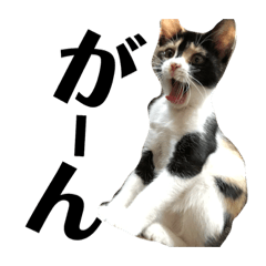 [LINEスタンプ] 猫と使えるスタンプ～その4～