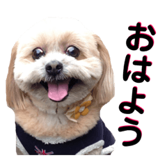 [LINEスタンプ] 愛犬クマの日常