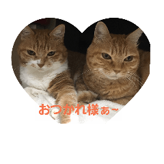 [LINEスタンプ] ヌコの私生活…