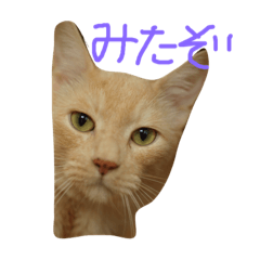[LINEスタンプ] 猫のネイマールとカカ