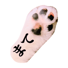 [LINEスタンプ] ポメラニアンの愛犬パールの実写スタンプ 