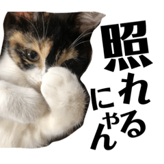 [LINEスタンプ] 猫と使えるスタンプ～その3～ 