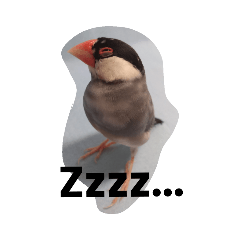 [LINEスタンプ] 文鳥日和 