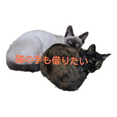 [LINEスタンプ] カッツェにしやがれ その④