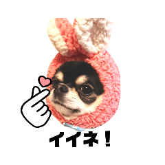[LINEスタンプ] ヨナの愉快な仲間たチワワ時々ネコ②
