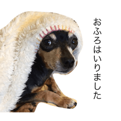 [LINEスタンプ] にそむ