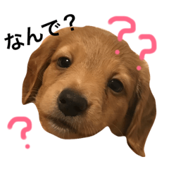 [LINEスタンプ] トコとシャネルとその子犬たちスタンプ2！