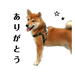 [LINEスタンプ] 柴犬☆よく使う言葉