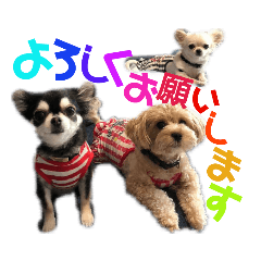[LINEスタンプ] ワンだful☆ 
