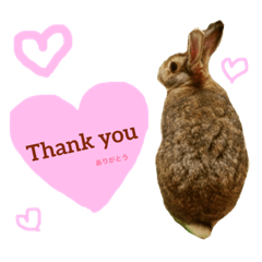 [LINEスタンプ] うさぎのぴーちゃんスタンプ 
