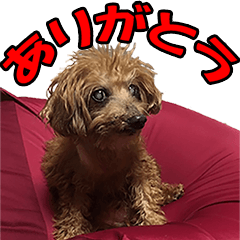 [LINEスタンプ] トイプードル キメル fetchpriority=high