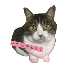 [LINEスタンプ] こなさん__。