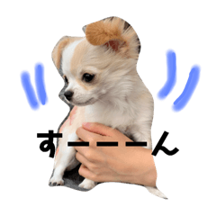 [LINEスタンプ] ぽよみの日常 その1