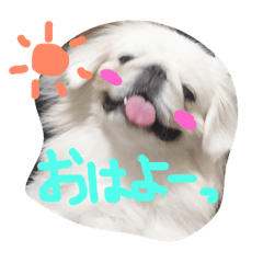 [LINEスタンプ] ペキニーズ姉弟達❥❥Ꮮᵒᵛᵉ ⃛❥