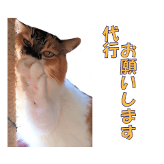 [LINEスタンプ] 愛猫さくらの飲み会