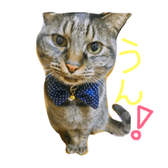[LINEスタンプ] ちろくんのスタンプ