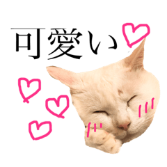 [LINEスタンプ] デブ猫ラズくん☆