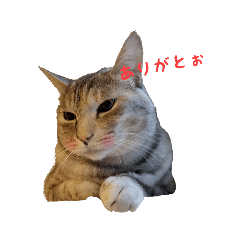 [LINEスタンプ] むぎわら猫