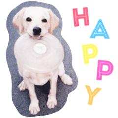 [LINEスタンプ] ラブラドール犬 Happyの画像（メイン）