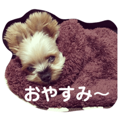 [LINEスタンプ] ちょことくるみ