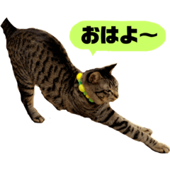 [LINEスタンプ] にゃんちゃん＆きな汰 