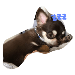 [LINEスタンプ] チワワのぽてちー 