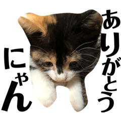[LINEスタンプ] 猫と使えるスタンプ～その1～ 
