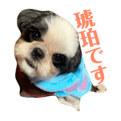 [LINEスタンプ] 琥珀 スタンプNo．2 