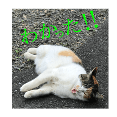 [LINEスタンプ] たまちゃんで返事 