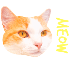 [LINEスタンプ] ねこのきもち。イチのきもち。6 