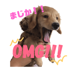 [LINEスタンプ] ダックスシスターズ