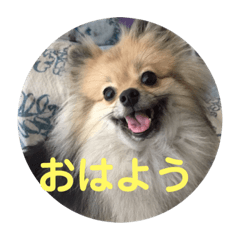 [LINEスタンプ] ポメラニアン目線な日常やりとりスタンプ