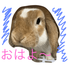 [LINEスタンプ] うさぎのスタンプだよ。 