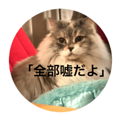 [LINEスタンプ] チルっとサイベリアン 