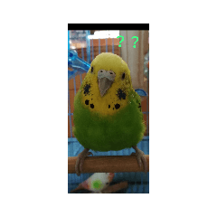 [LINEスタンプ] レジェンド鳥さんのピーちゃん