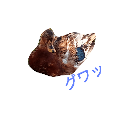 [LINEスタンプ] ありきたりな日常