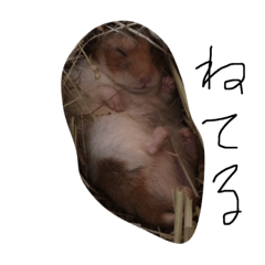 うちのペットちゃん