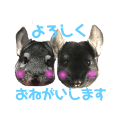 [LINEスタンプ] チンチラの茶々丸大吉1