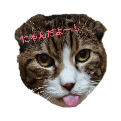 [LINEスタンプ] うちのこ(猫)スタンプ 