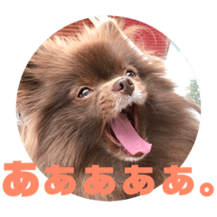 [LINEスタンプ] マーフの毎日2