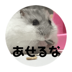 [LINEスタンプ] 直球会話 ハムスター 