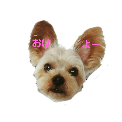 [LINEスタンプ] ヨーキーチップのあいさつ 