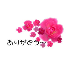 [LINEスタンプ] 散歩道の花たち