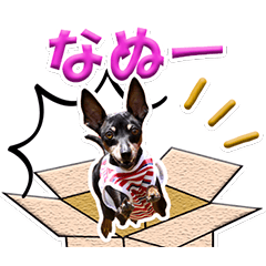 [LINEスタンプ] ミニピン、シンプルな相槌、返信用